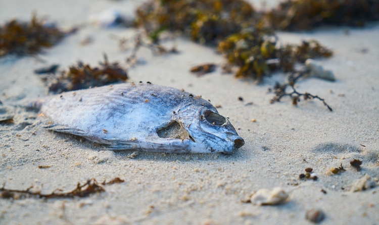 Animal marino fallecido en una costa