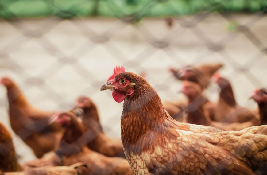 Gallines que es troben en un tancat
