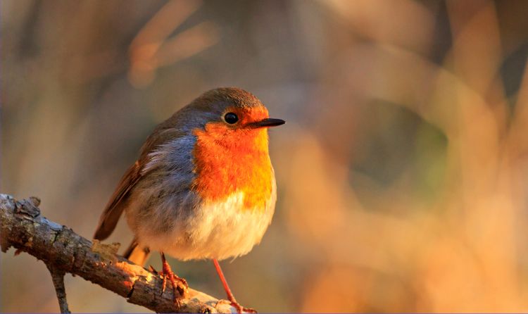 Actividad para el aula: ¿Un pájaro en Marte?