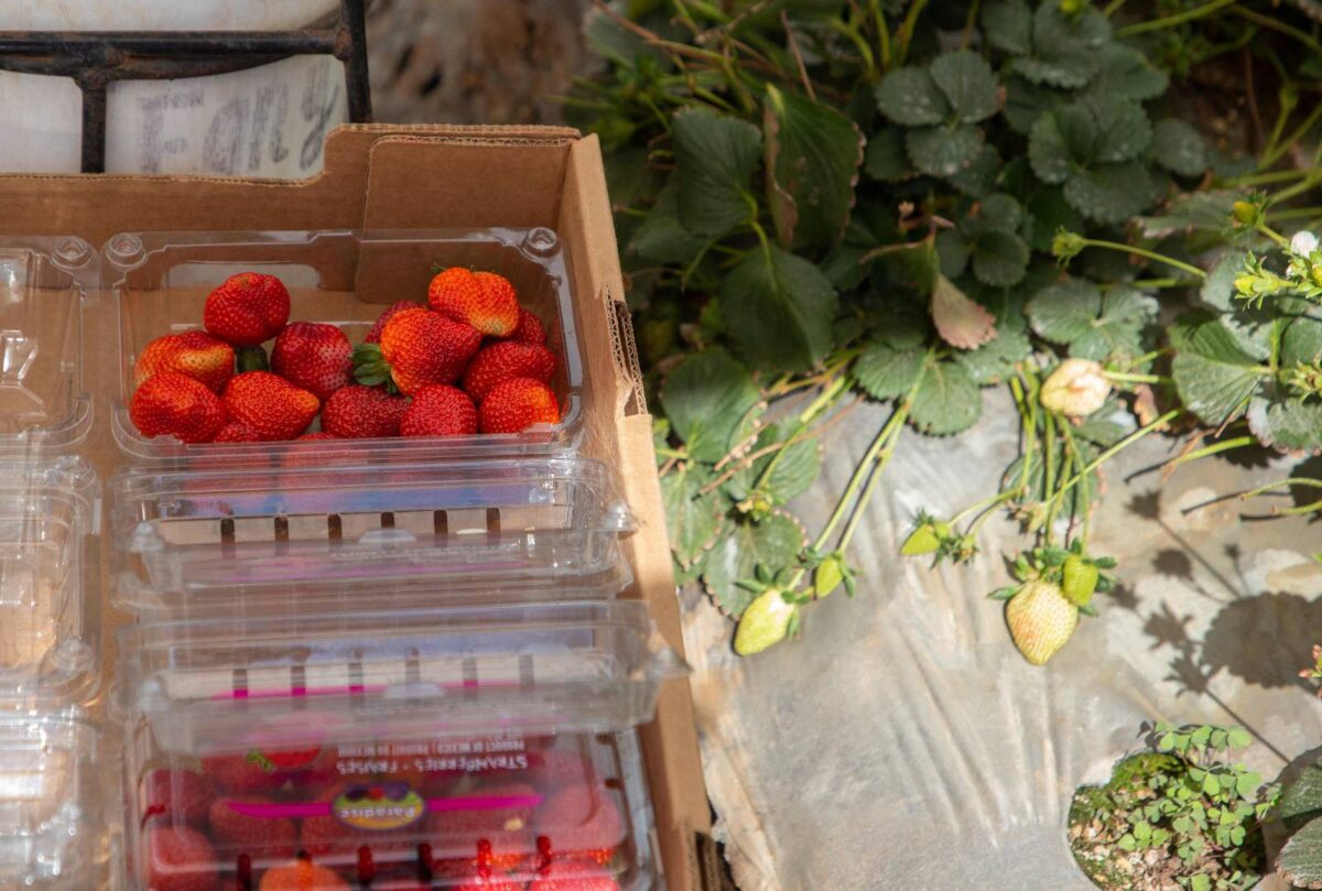 A woman packs strawberries for sale in Michoacan, Mexico on March 5, 2025. Mexico will look for other trading partners if needed in the face of US President Donald Trump's sweeping tariffs, his Mexican counterpart Claudia Sheinbaum warned on March 5, 2025. (Photo by Enrique CASTRO / AFP)