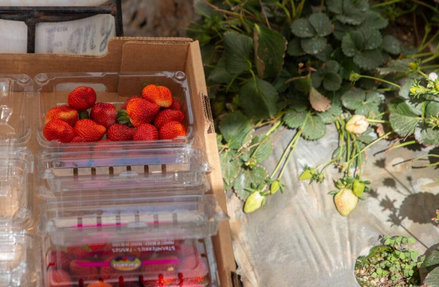 A woman packs strawberries for sale in Michoacan, Mexico on March 5, 2025. Mexico will look for other trading partners if needed in the face of US President Donald Trump's sweeping tariffs, his Mexican counterpart Claudia Sheinbaum warned on March 5, 2025. (Photo by Enrique CASTRO / AFP)