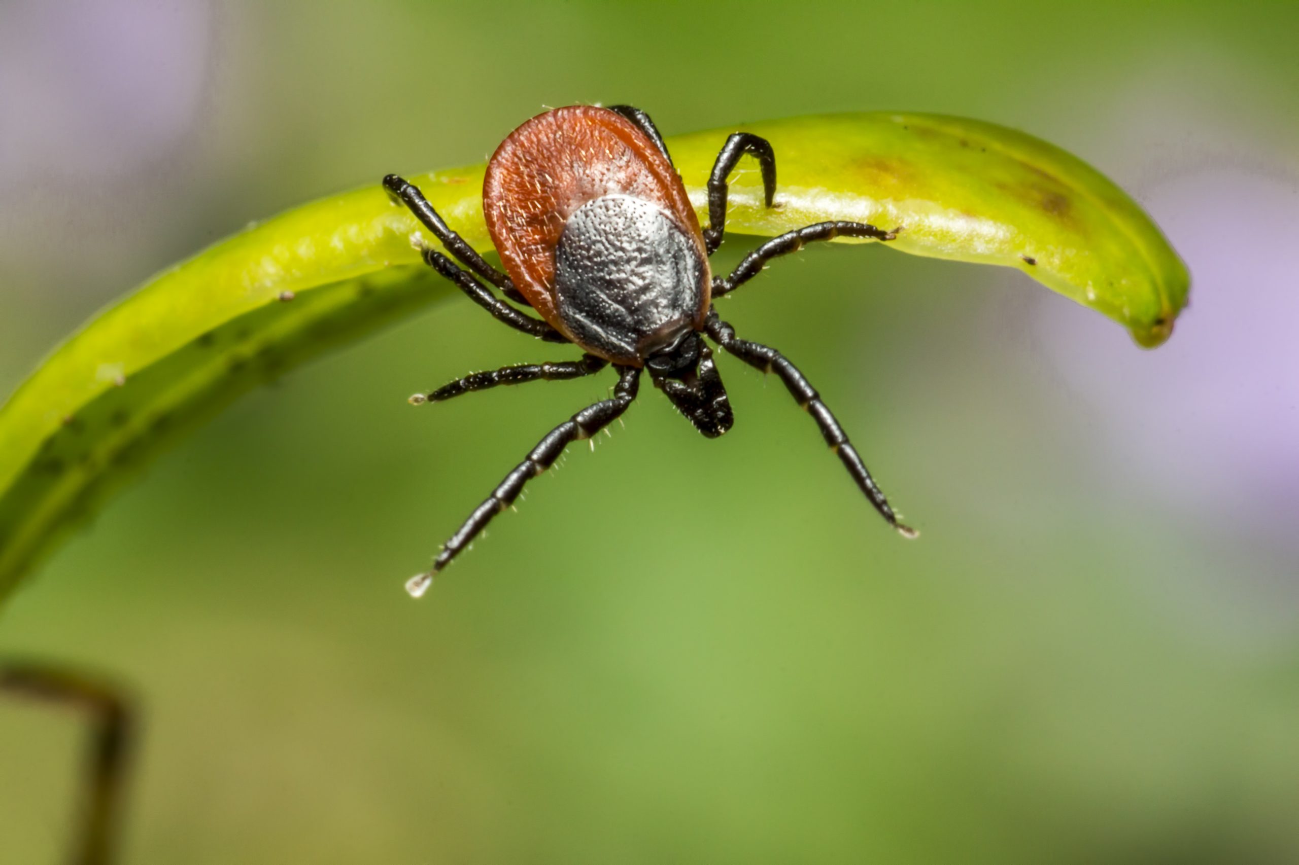 paparra garrapata (Font: Freepik erik-karits-2093459)